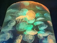 -青岛海底世界-水族馆