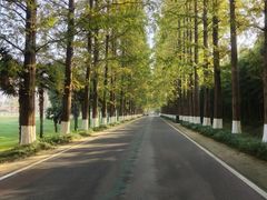 -黄海国家森林公园