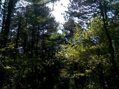 -帽儿山国家森林公园