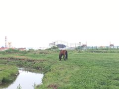 -张北坝上草原