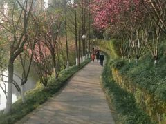 -重庆彩云湖湿地公园