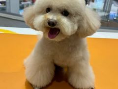 -帕帕拉兹宠物(亚洲旗舰店)