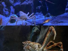 -香港海洋公园