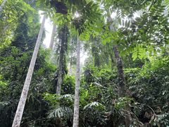 -槟城植物园