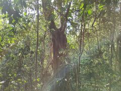 -中国科学院西双版纳热带植物园