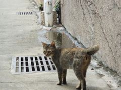 -集美学村