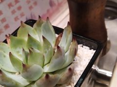 -新发展亚太JW万豪酒店·福苑咖啡厅