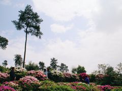 -南山植物园