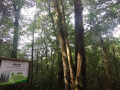 -广州市石门国家森林公园