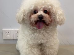 -瑞派康怡24h宠物医院·犬猫医疗中心·微创绝育(瑞景分院)
