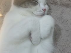 -COLOR PETS 撸猫馆·购猫·猫咖(长风大悦城店)