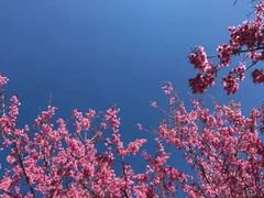 -南山植物园