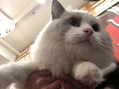 -Let's go狗咖·猫咖·奶狗·桌游(春熙路IFS店)