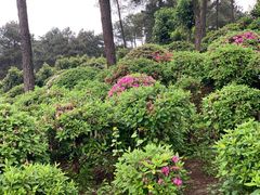-南山植物园