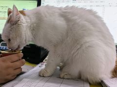 -纳吉亚猫专科动物医院·北北分院