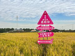 -莲花岛景区