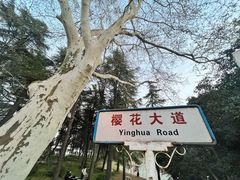 -武汉大学-樱园