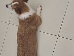 -怪兽屋·羊驼·猫咖·狗咖(俊华广场店)