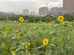 -光明小镇欢乐田园