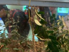 -上海昆虫博物馆