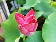-莲花池公园