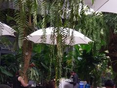 -Fern Forest Cafe