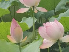 -荔湾湖公园