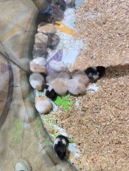 -卡通尼·Safari非洲探索乐园·生日会(金桥国际商业广场店)