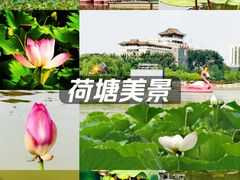 -莲花池公园