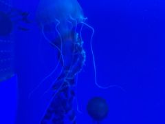 -海合安武汉极地海洋公园