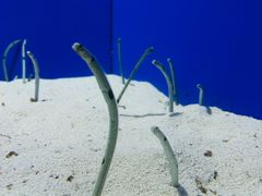 -上海海洋水族馆