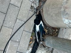 -鸡打鸣熏鸡系列(总店)