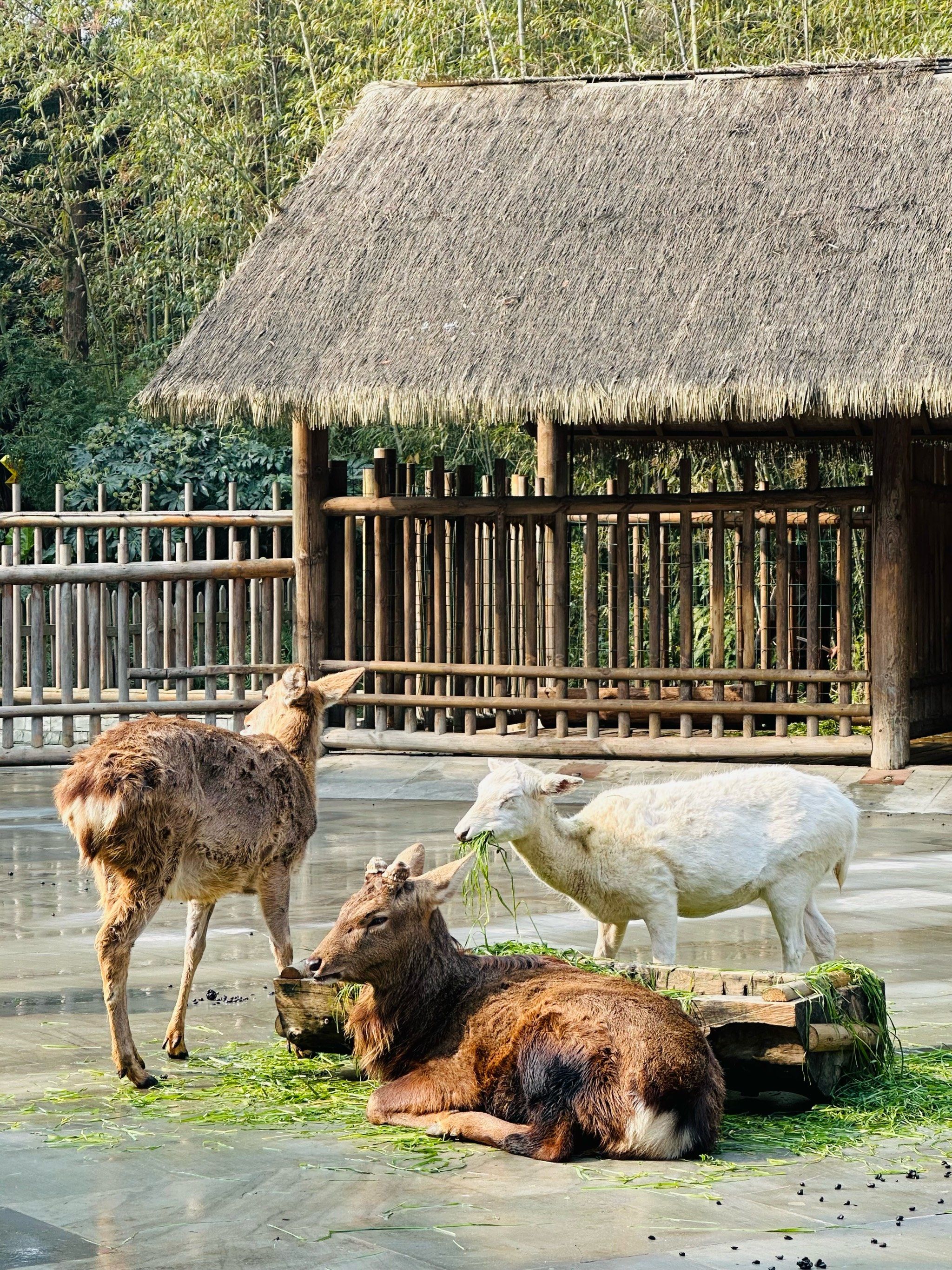 不是奈良🦌成都也有自己的小鹿乐园