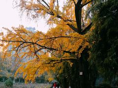 -四川大学(华西校区)