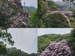 -梧桐山风景名胜区