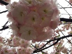 iphone_upload_pic-西安青龙寺遗址景区