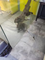 -神奇动物撸宠馆·羊驼·小浣熊·异宠(豫园店)