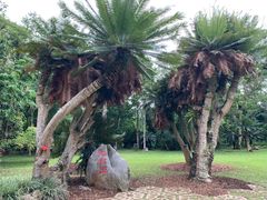 -中国科学院西双版纳热带植物园