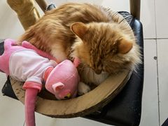 -平行世界·猫咖(首经贸店)