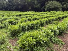 -雁荡山大龙湫景区