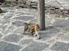 -大岭沟猕猴桃谷风景区