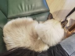 -安格丽娜·狗咖·猫咖羊驼咖(春熙路百盛商场店)