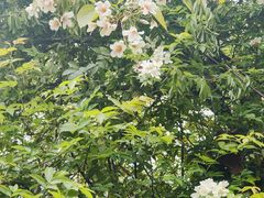-舒家湾天主教堂