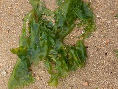 -日照灯塔风景区