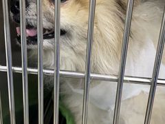 -瑞派动物医院·猫专科·至诚(江南中分院)