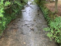 -都江堰中华大熊猫苑