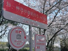 -高东镇樱花园