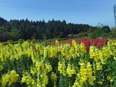 -中国香山·寿香谷
