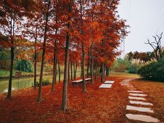 -上海长兴岛郊野公园