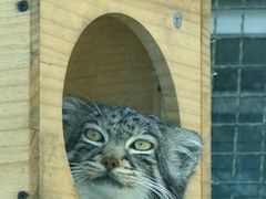 -青藏高原野生动物园